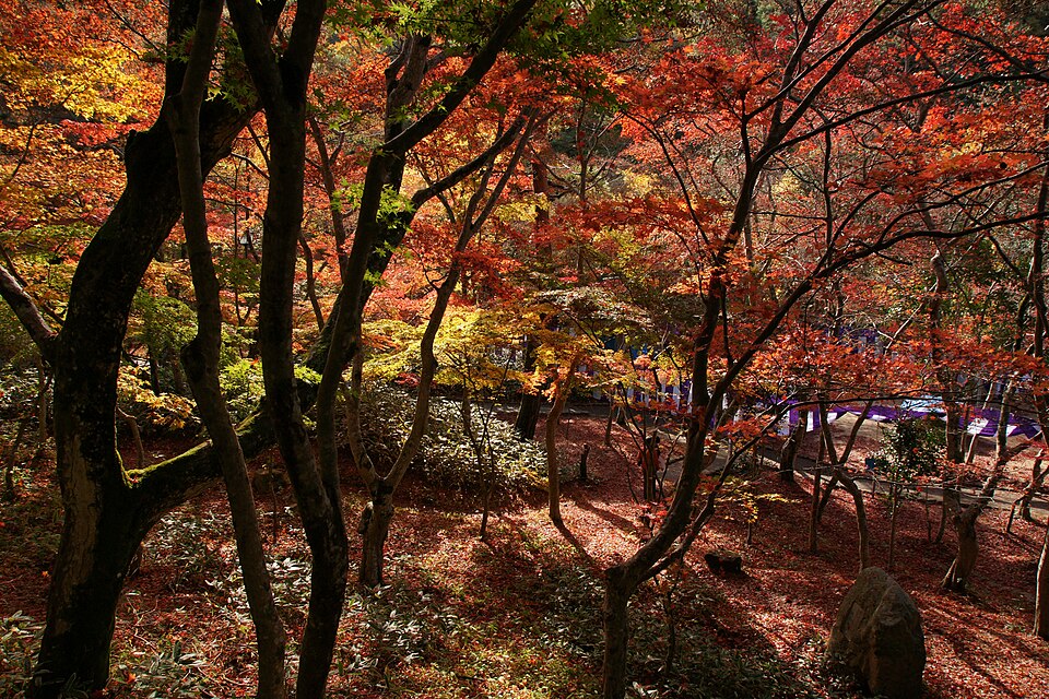 Zuihoji park15n4272