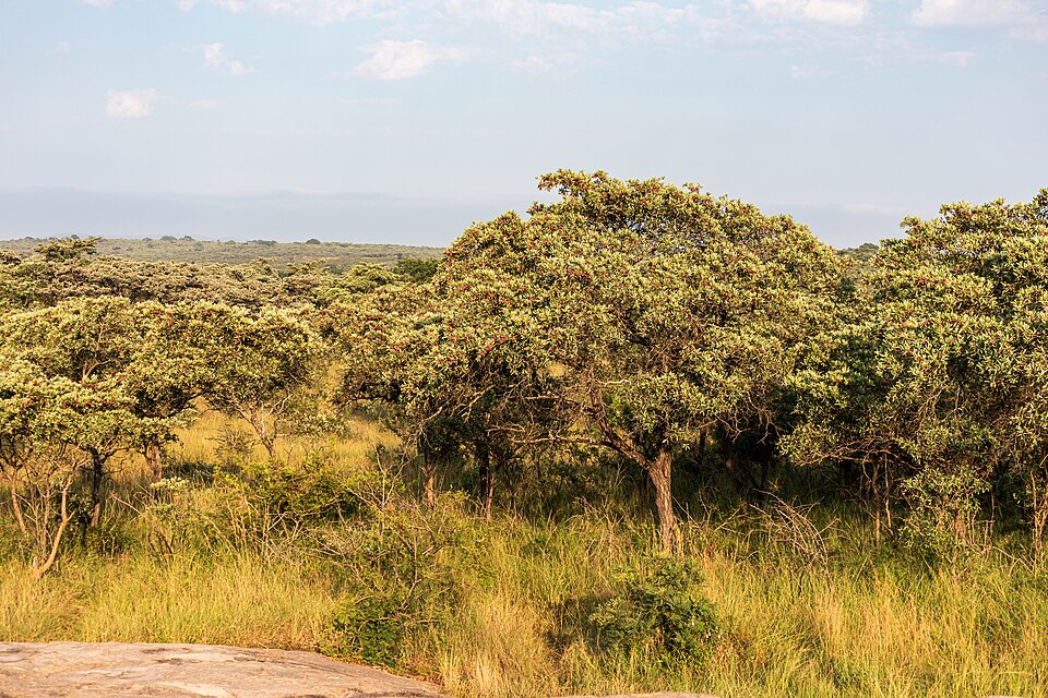 Kruger National Park (ZA), Landschaft 2024 0047