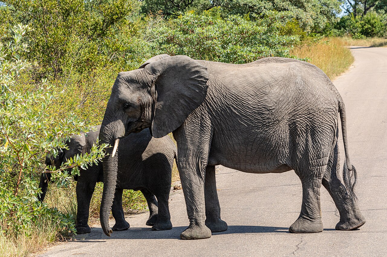 Kruger National Park