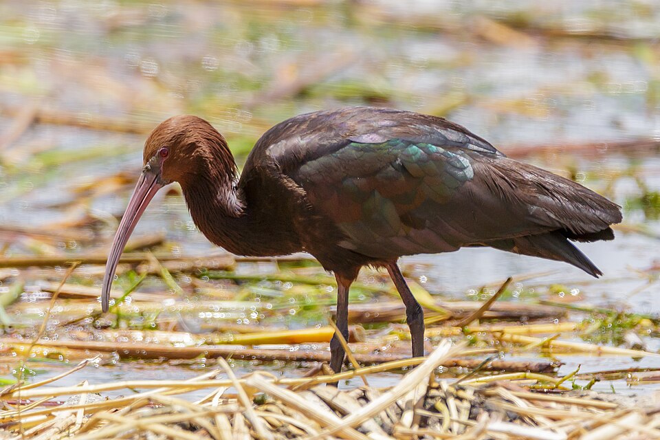 Peru Lake Titicaca Puna Ibis Plegadis ridgwayi