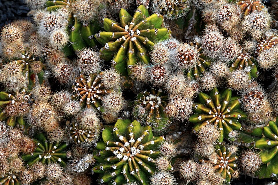 Hibrid of Echinopsis in Jardin de Cactus on Lanzarote, June 2013 (3)