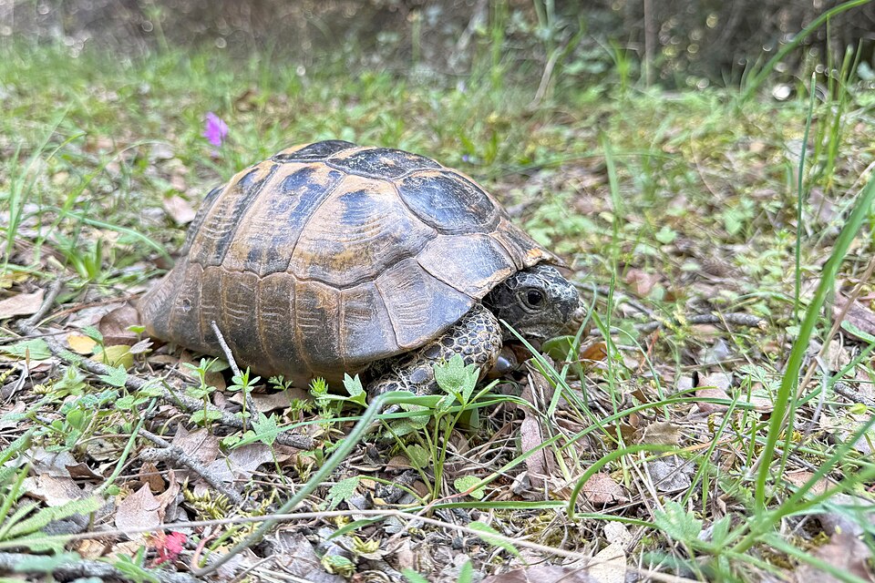 Moorse landschildpad Spur thighed Tortoise Testudo graeca