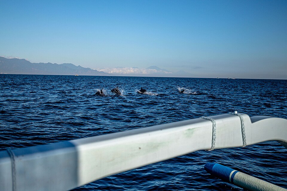 Lovina dauphins