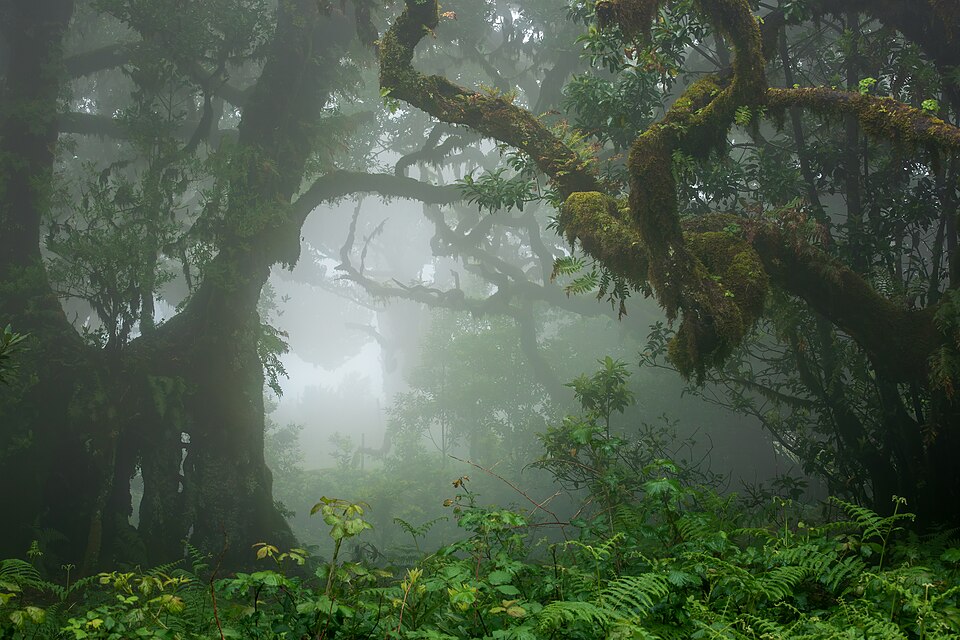 Foggy Fanal forest in Seixal, Porto Moniz, Madeira, 2023 May