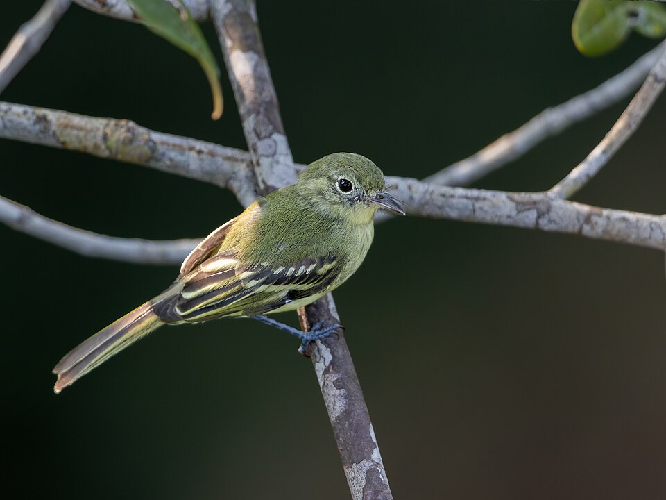Phylloscartes virescens Olive green Tyrannulet; Manaus, Amazonas, Brazil