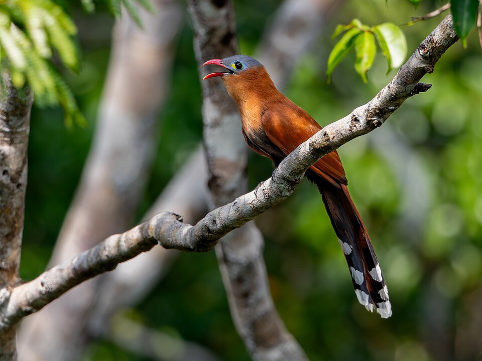 Piaya melanogaster Black bellied Cuckoo; ZF Canopy Tower, Manaus, Amazonas, Brazil