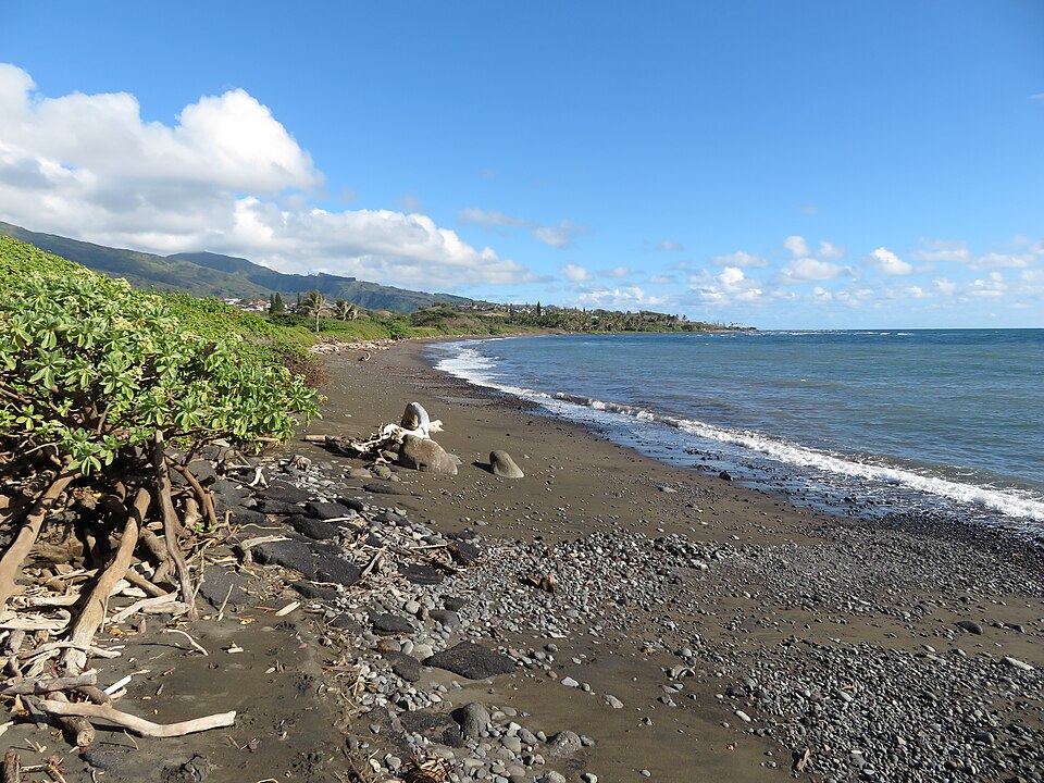 Starr 200706 7783 Tournefortia argentea coast Paukakalo Maui (50336377097)