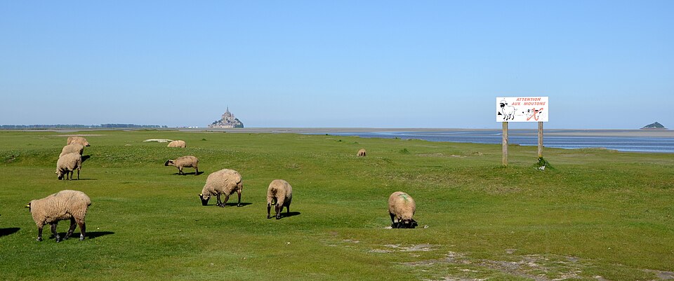 Mont St Michel Attention aux moutons DSC 0155