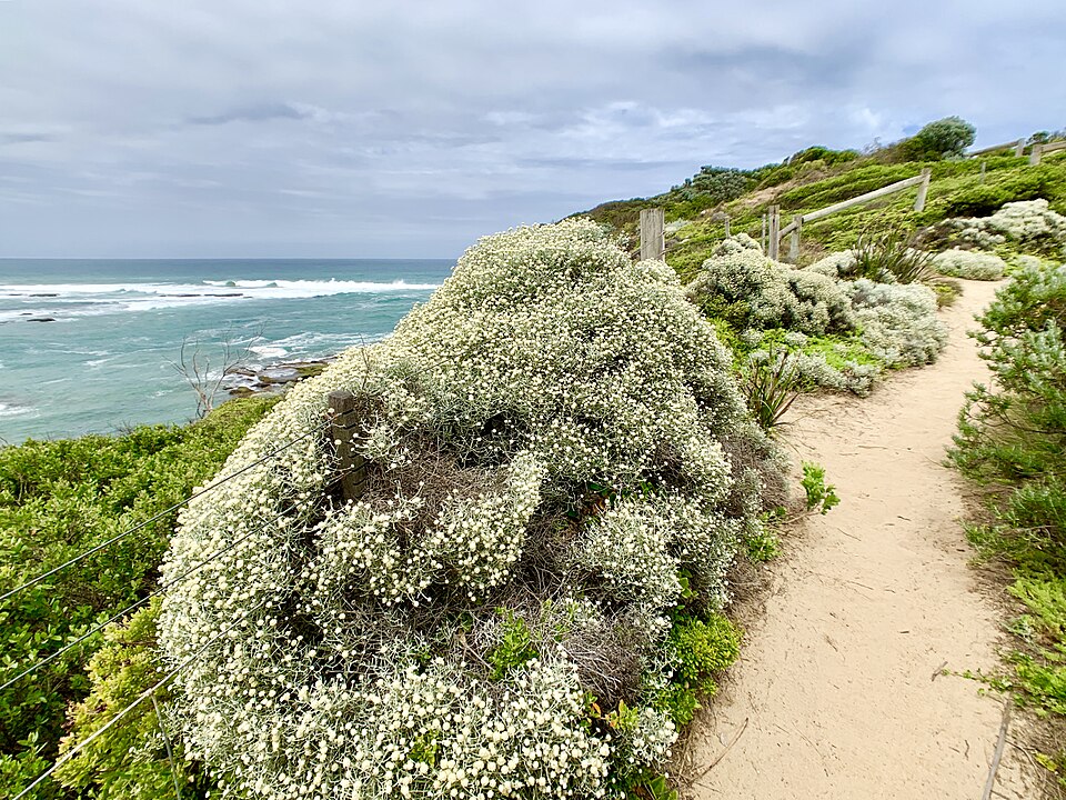 Mornington Peninsula Walk, Fowlers Beach, Blairgowrie, Victoria, Australia 03