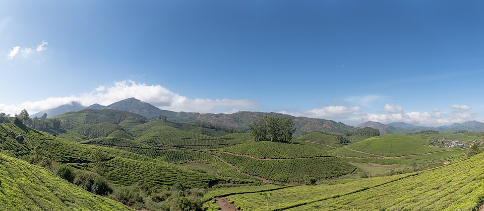 Munnar Tea Plantations WUS07343 Pano