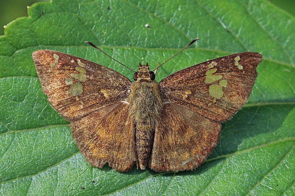 Fulvous pied flat (Pseudocoladenia dan dan)