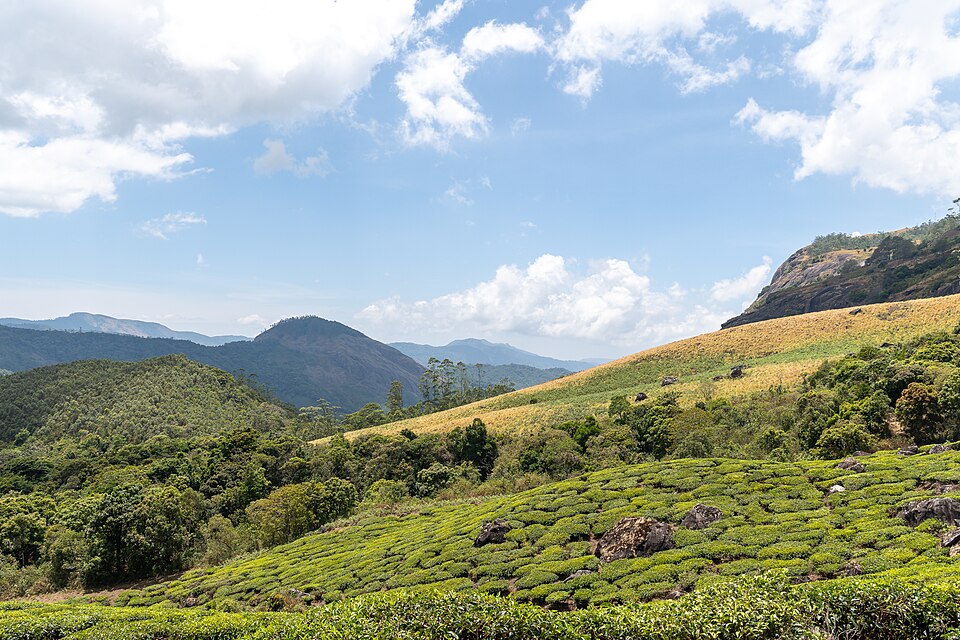Eravikulam National Park WUS07186