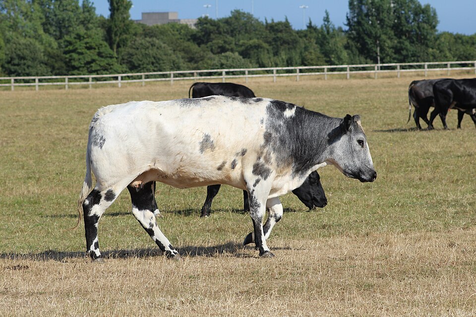Vaches Parc Town Moor Newcastle Tyne 14
