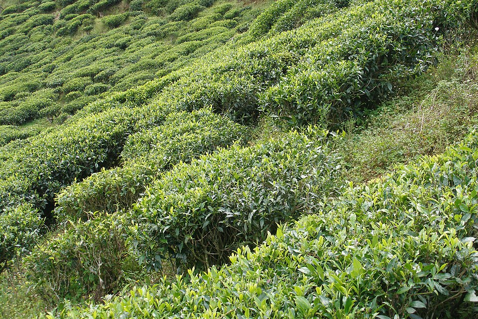 Sri Lanka, Tea plantations near Nuwara Eliya