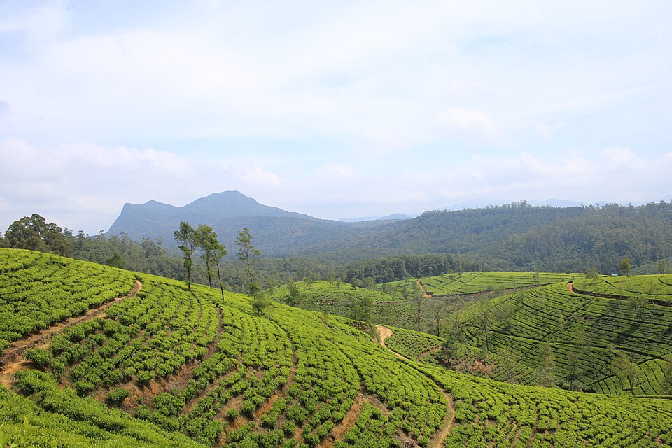 Tea plantation Nuwara Eliya 2567