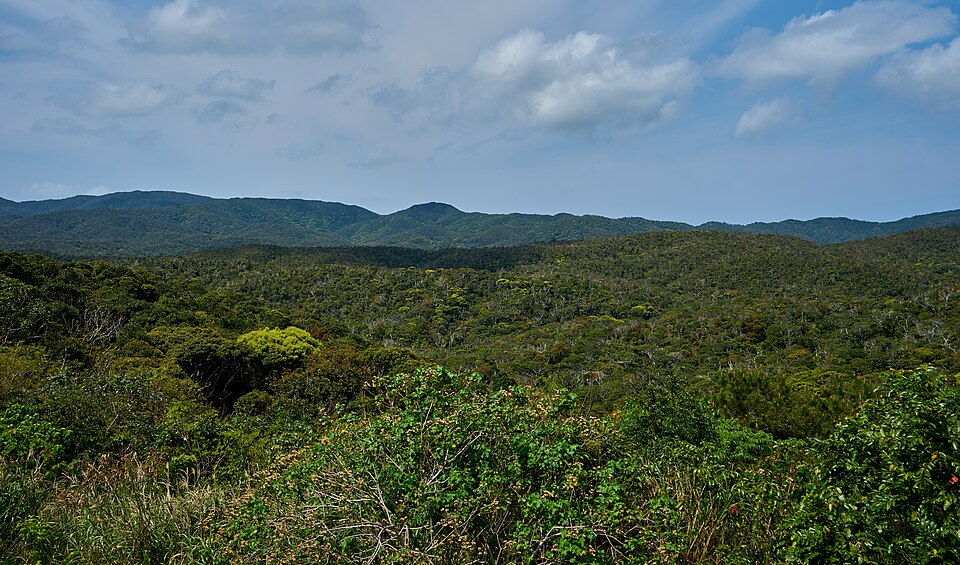 Subtropical Forest of Yanbaru National Park Okinawa 2018