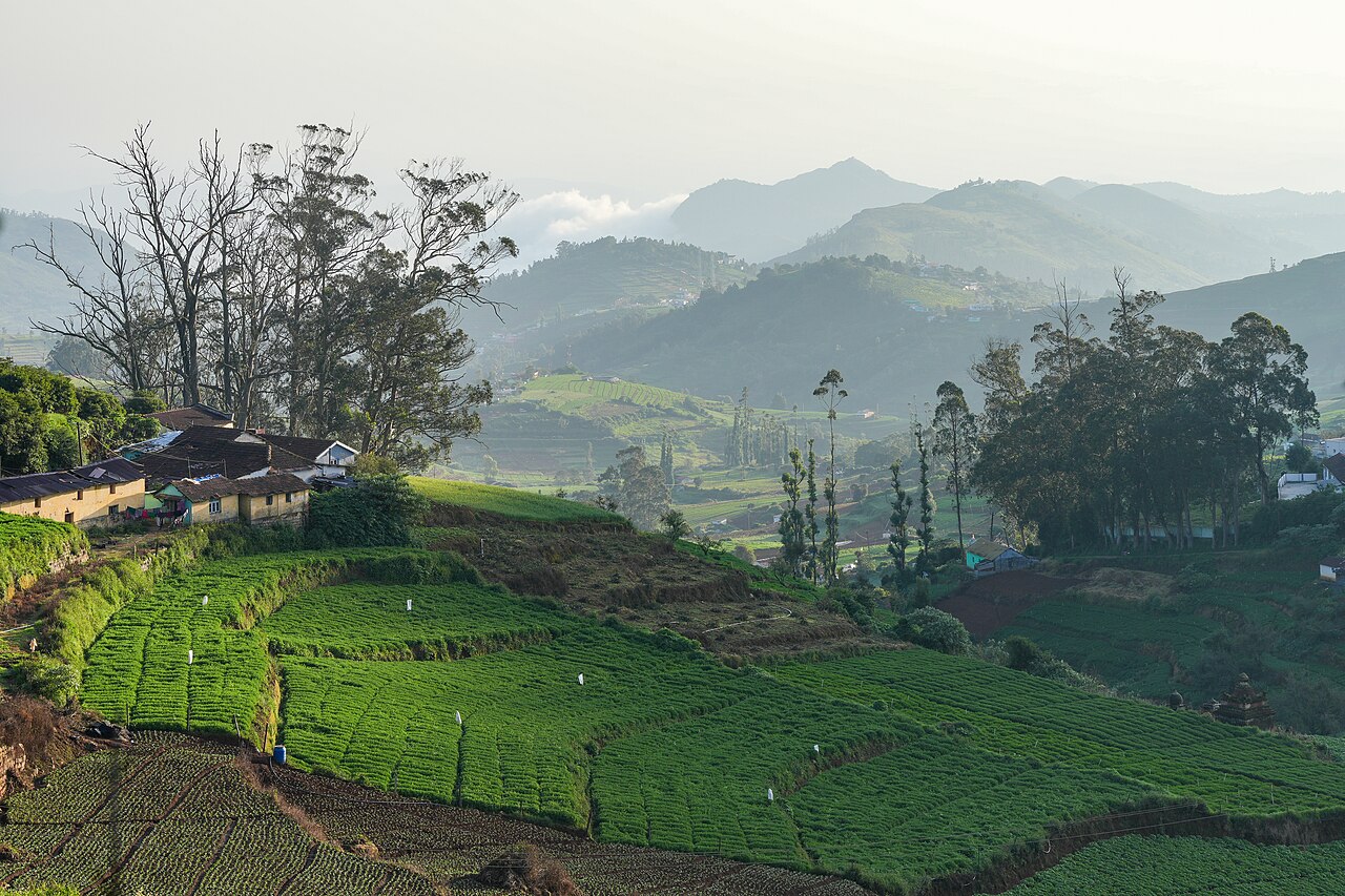Ooty