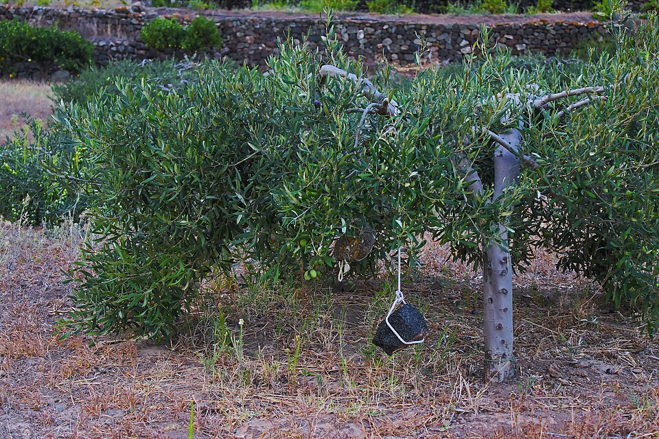 Typical cultivation of Olive tree in Pantelleria island
