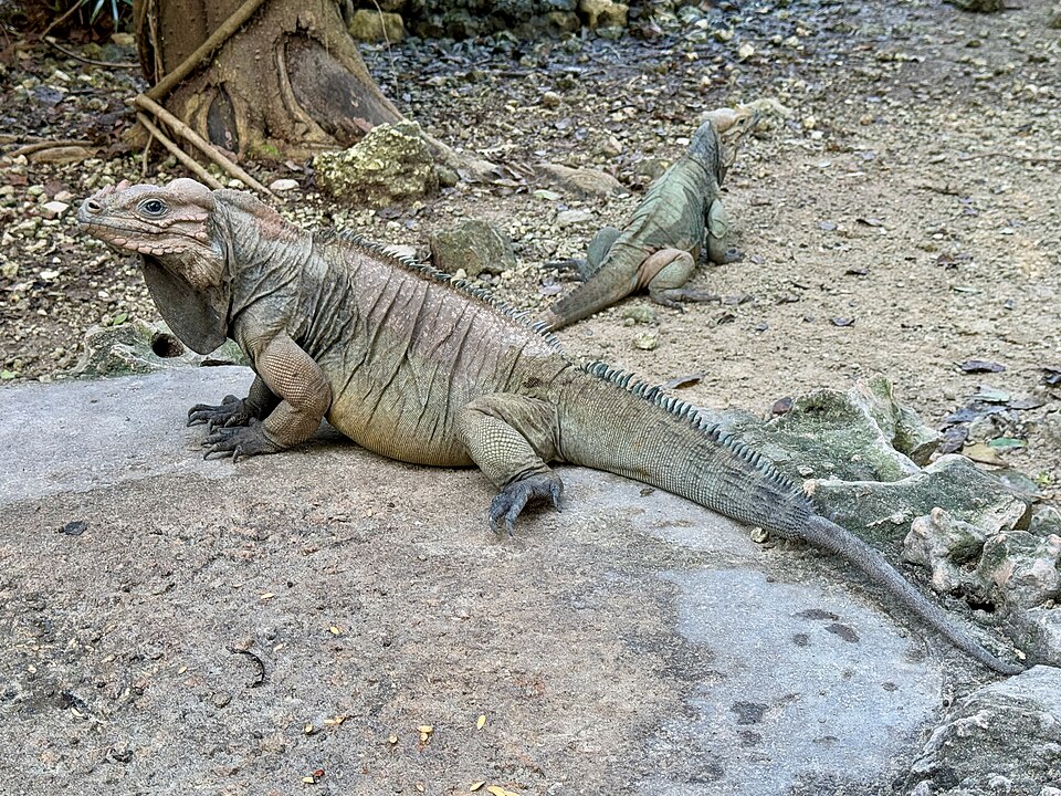 Iguanas in Punta Cana 28
