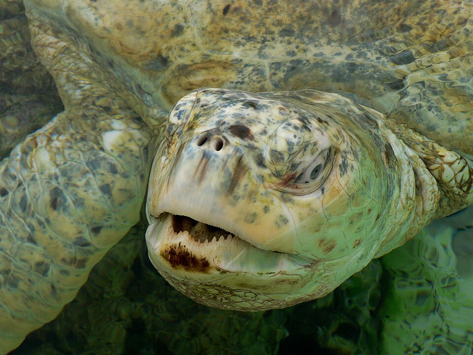 Chelonia mydas albino p1440273