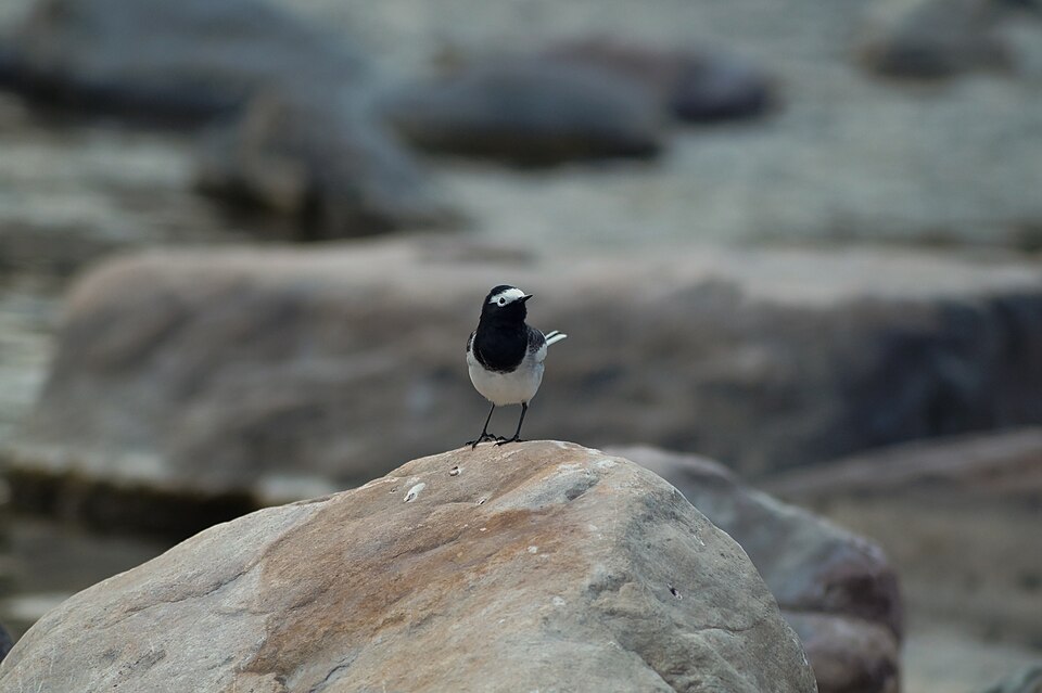 Masked wagtail near Rishikesh 03