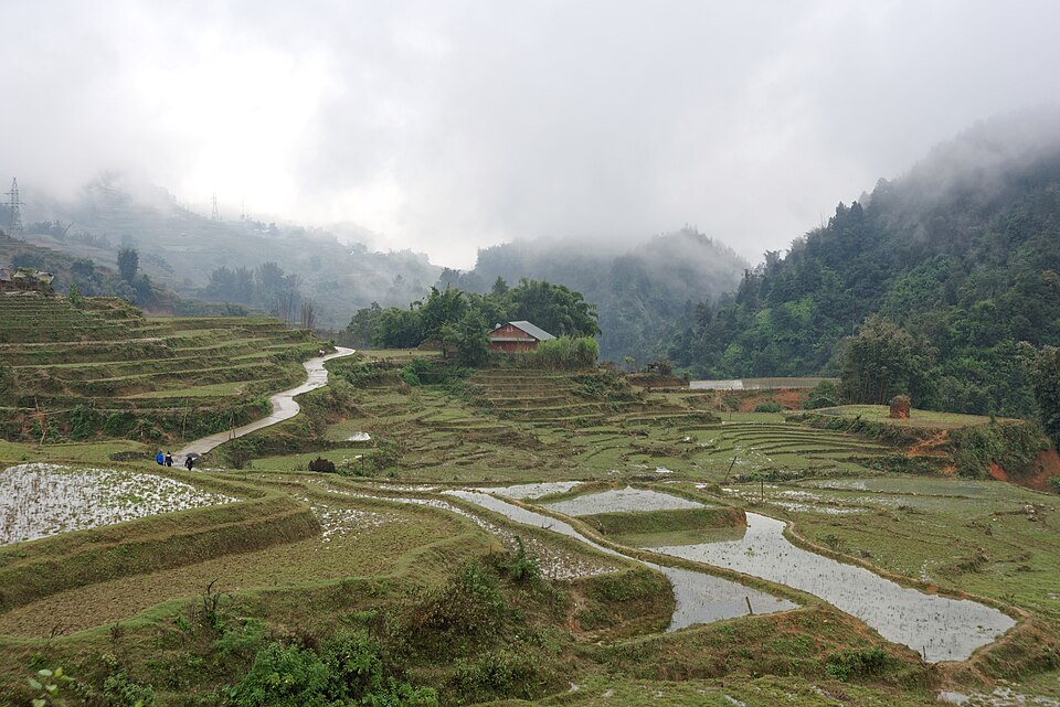 Road and paddy fields in Sa Pa, Vietnam, 20240126 1203 3590