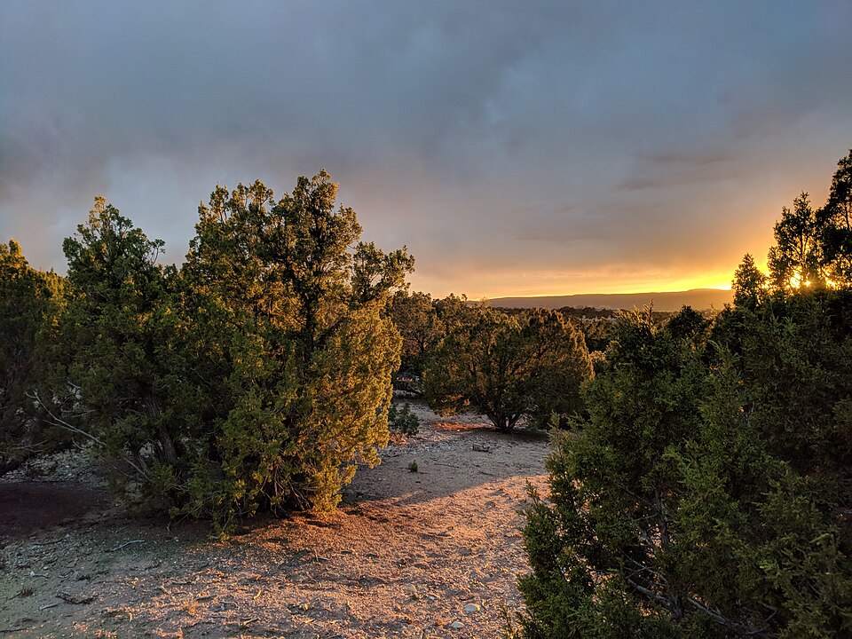 Sunset across trees outside Santa Fe