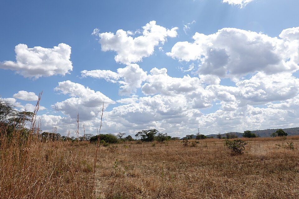 Savannah Mumbwa Zambia Jul23 R16 07383