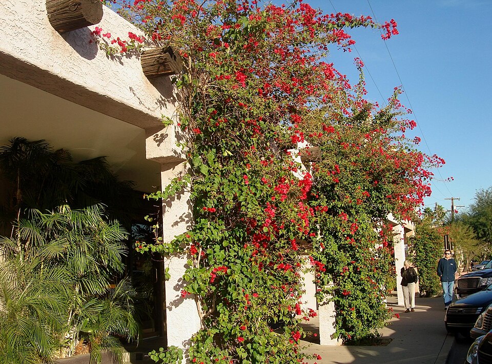Scottsdale, Arizona, USA panoramio