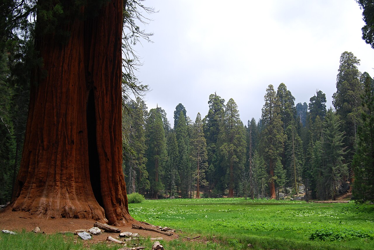 Sequoia and Kings Canyon