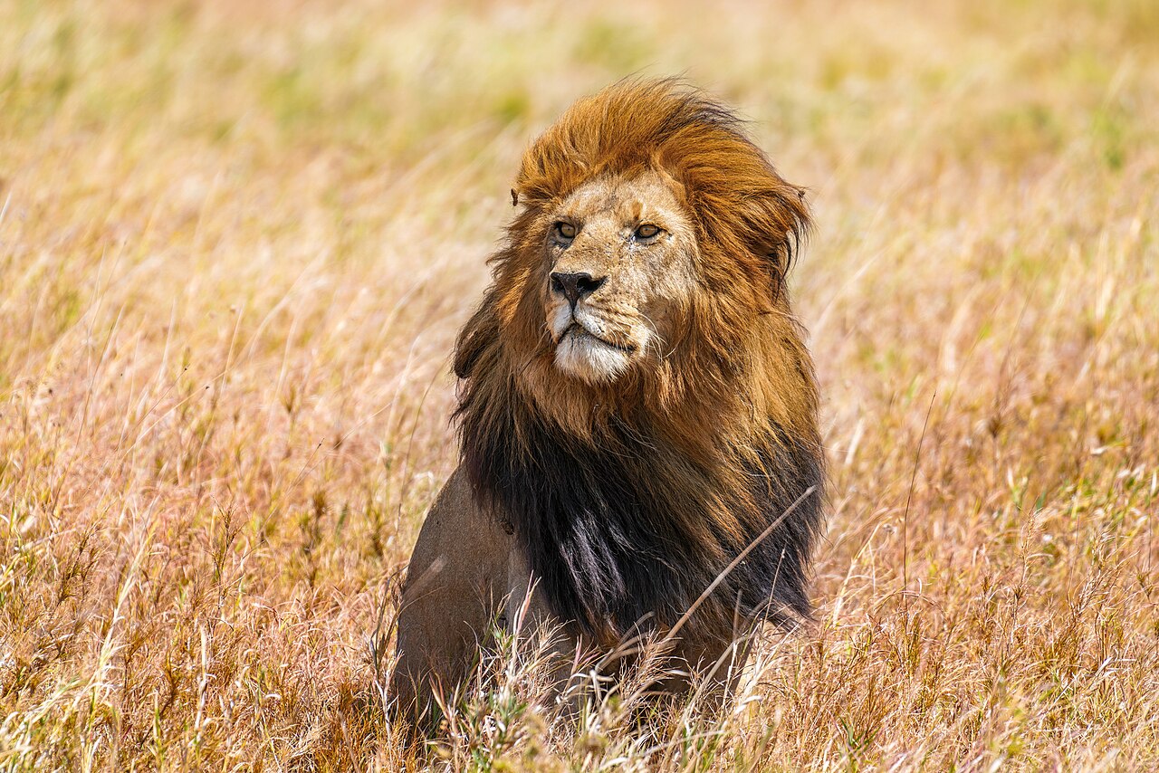 Serengeti
