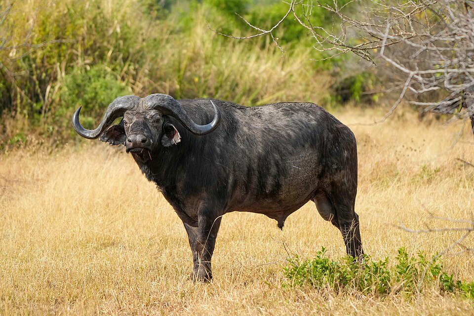 029 African buffalo in the Serengeti National Park Photo by Giles Laurent