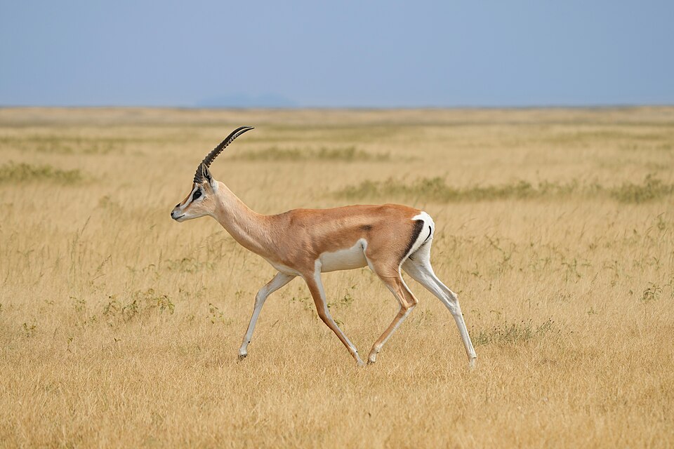 022 Grant's gazelle in the Serengeti National Park Photo by Giles Laurent