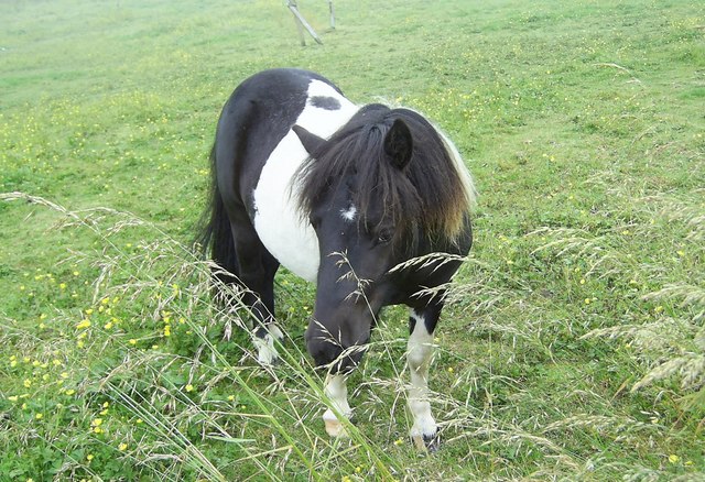 Bressay Shetland Pony