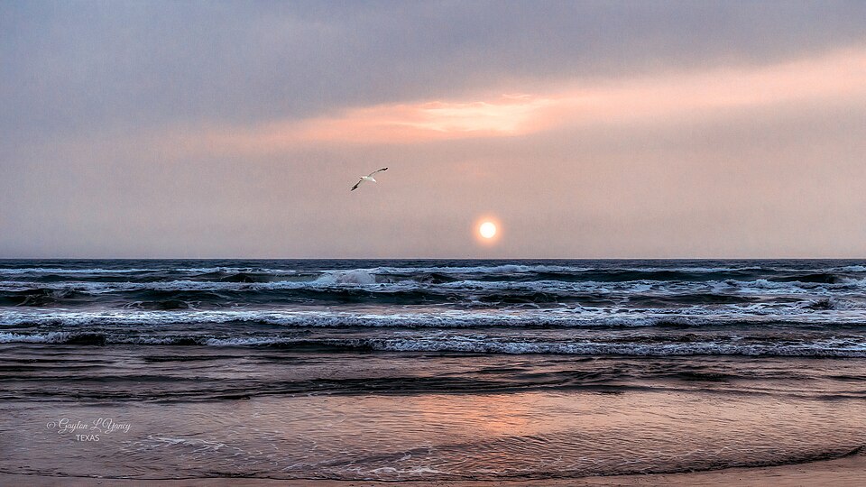 Seagull at Sunset South Padre Island (51090393839)