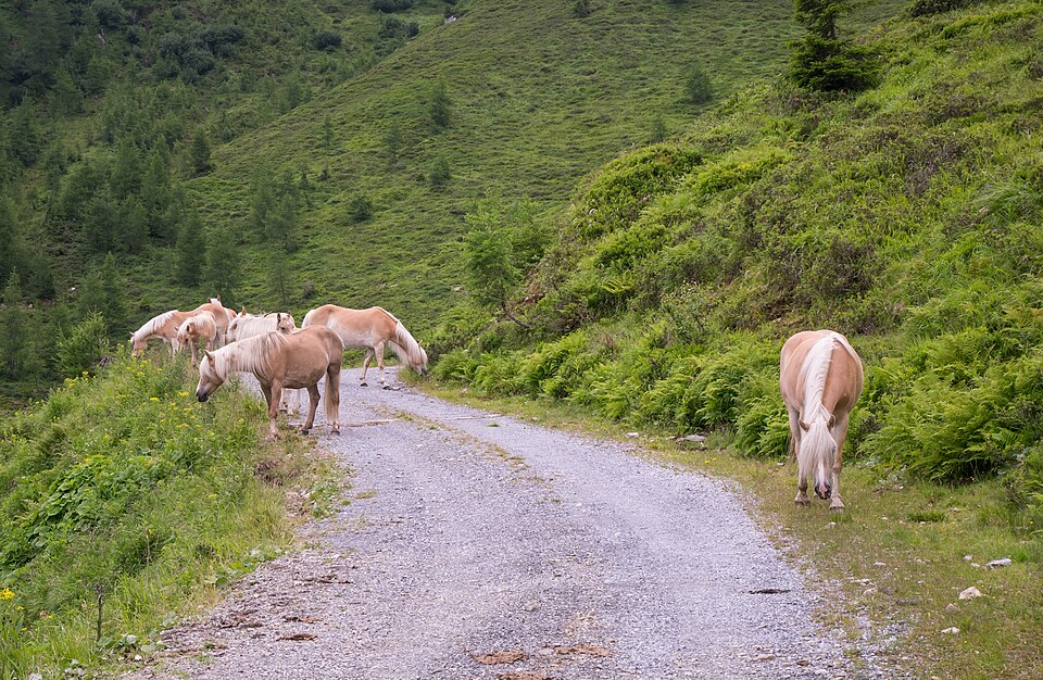 St. Anton am Arlberg Haflinger 01