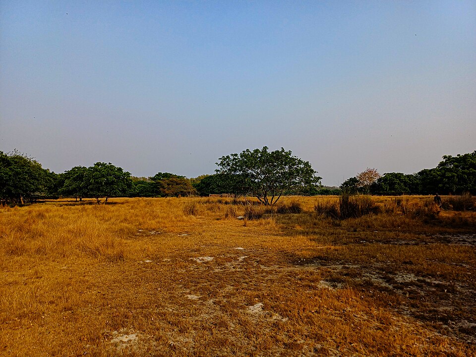 Open Field of Sundarban