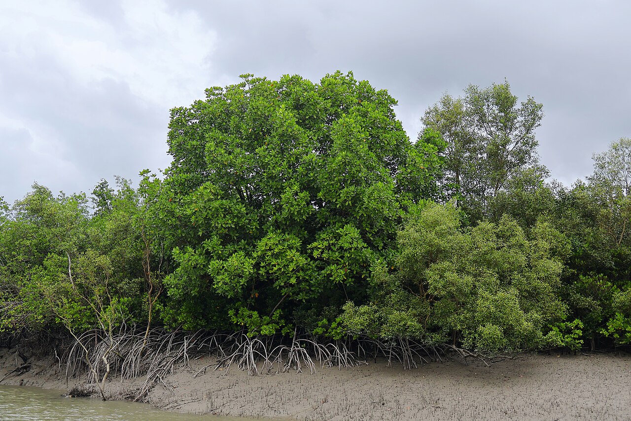 Sundarbans