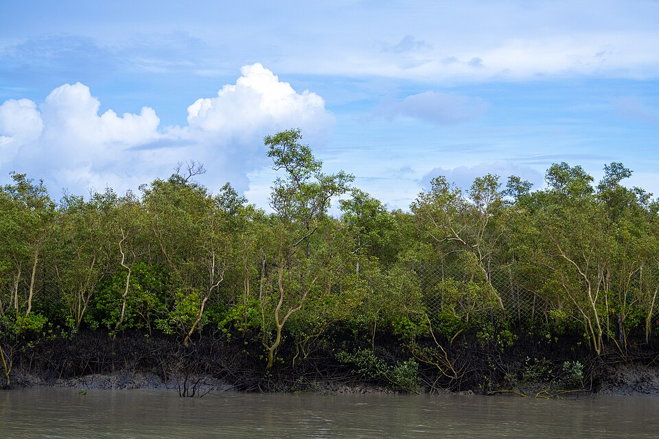 Nylon net fence along the edge of Sundarban, West Bengal, India 15