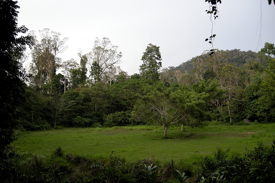 Taman Negara, Malaysia, Clearing