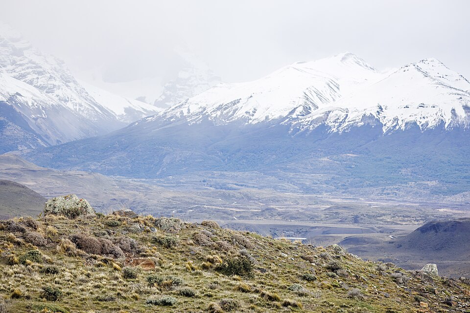 Puma (Puma concolor concolor) female and Torres del Paine NP