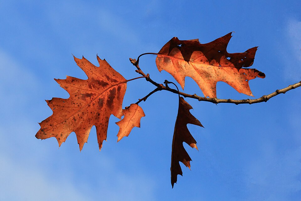 Toulouse Quercus leaves 02