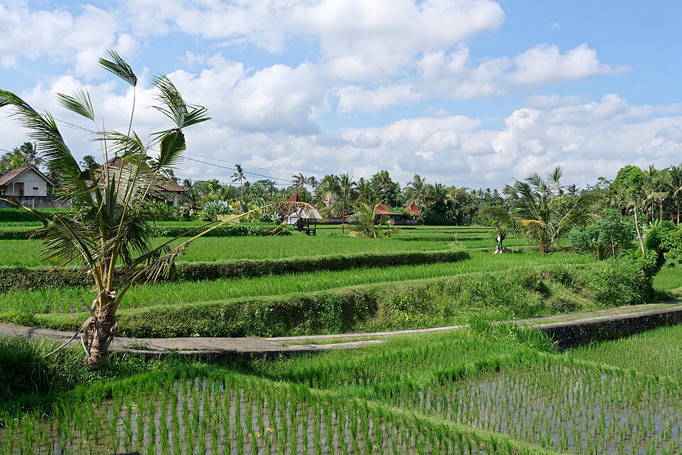Fields in Ubud, Bali, Indonesia, 20220822 1344 0125