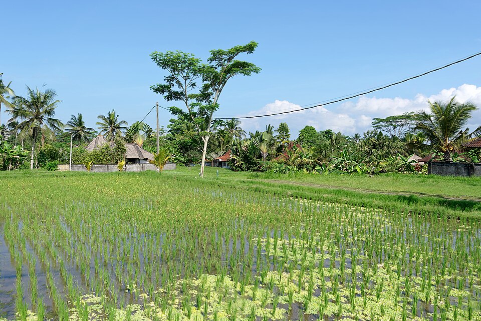 Fields in Ubud, Bali, Indonesia, 20220822 1400 0132
